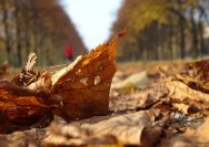 Menjaga Imunitas di Musim Pancaroba