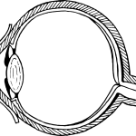 anatomi mata