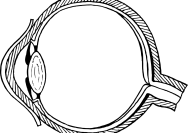 anatomi mata