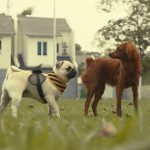 a couple of dogs that are standing in the grass