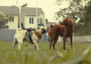 a couple of dogs that are standing in the grass
