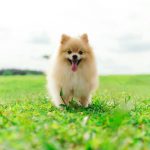 a small brown dog standing on top of a lush green field