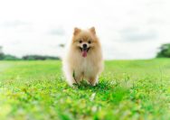 a small brown dog standing on top of a lush green field