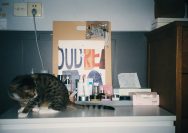 black and white cat on white table