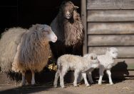 the sheep, court, cattle, nature, outdoors, wildlife, lambs, mammals, animals, baby animal, animal photo, court, cattle, cattle, lambs, lambs, animals, animals, animals, animals, animals, baby animal