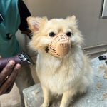 A dog sitting on a table with a muzzle on it's face