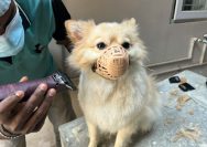 A dog sitting on a table with a muzzle on it's face