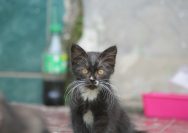 a black and white kitten sitting on a tile floor