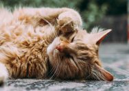 orange Persian cat sleeping