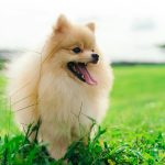 a small dog standing on top of a lush green field