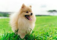 a small dog standing on top of a lush green field