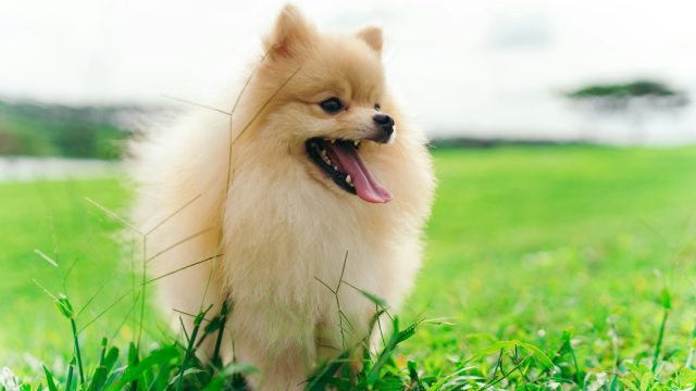 a small dog standing on top of a lush green field