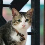 A cat with a collar sitting on a gate