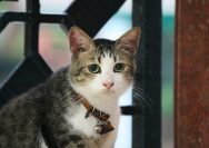 A cat with a collar sitting on a gate