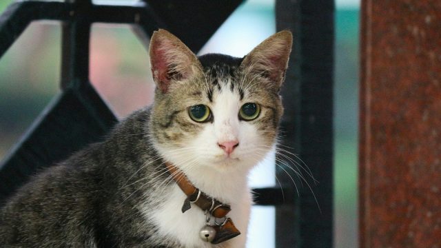 A cat with a collar sitting on a gate