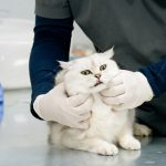 A white cat being examined by a vet