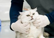 A white cat being examined by a vet