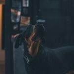 black and tan short coat medium sized dog