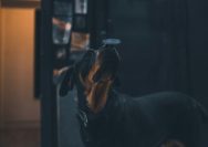 black and tan short coat medium sized dog