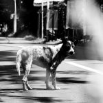 grayscale photography of dog on road