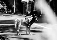 grayscale photography of dog on road