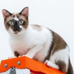 white and brown cat on orange and white textile