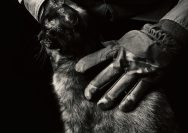 a person wearing gloves petting a cat