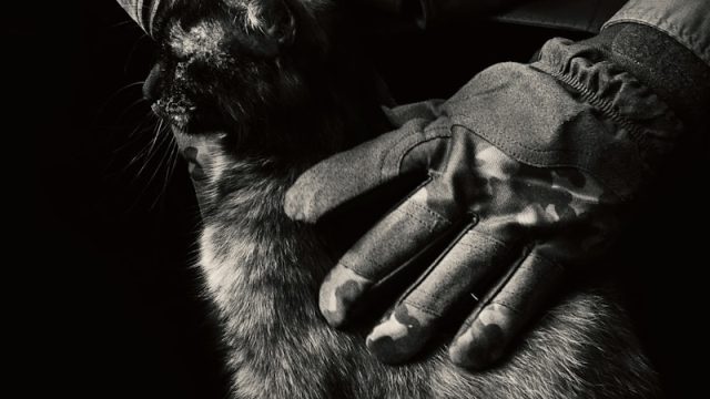 a person wearing gloves petting a cat