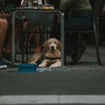 a dog sitting under a table next to a person