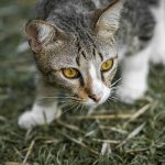 cat walking in green grass