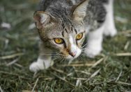 cat walking in green grass