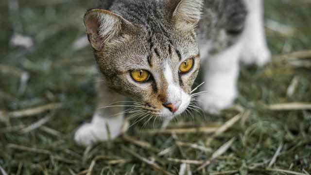 cat walking in green grass