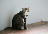 A cat sitting on top of a wooden table