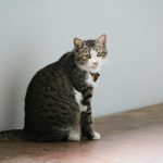 A cat sitting on top of a wooden table