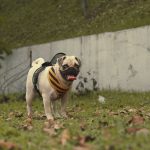 a pug dog wearing a vest in the grass