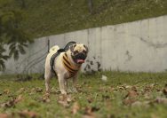 a pug dog wearing a vest in the grass