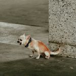 a small brown and white dog standing next to a cement wall