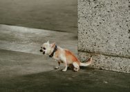 a small brown and white dog standing next to a cement wall