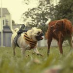 a dog wearing a vest running next to a cow