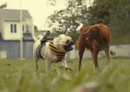 a dog wearing a vest running next to a cow