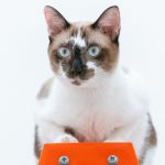 white and brown cat on orange and green book