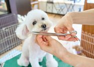A small white dog being cut with a pair of scissors