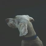 selective focus photography of short-coated white and tan dog
