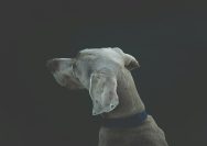 selective focus photography of short-coated white and tan dog