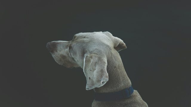 selective focus photography of short-coated white and tan dog