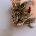 a cat licking its nose