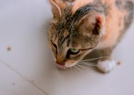 a cat licking its nose
