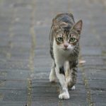 A cat that is walking down a sidewalk