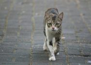 A cat that is walking down a sidewalk