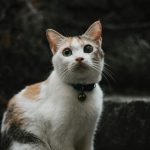 orange and white cat on black surface